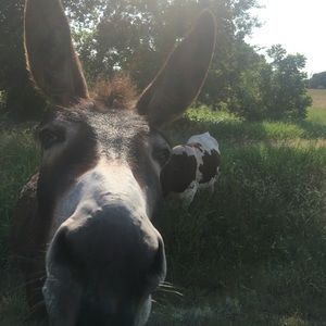 Meet your Posher, Miranda